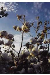 Cotton bush